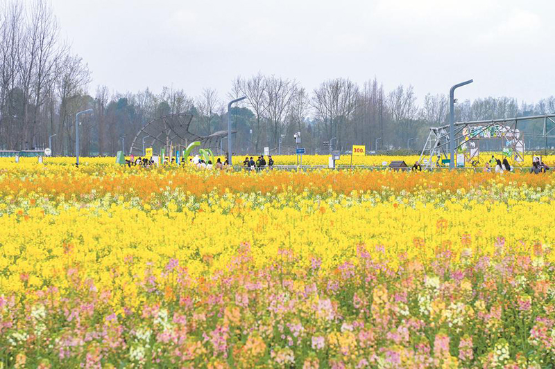 (转载)到2027年 成都将打造100个以上乡村消费新场景_fororder_天府农业博览园内千亩彩色油菜花进入盛放期。