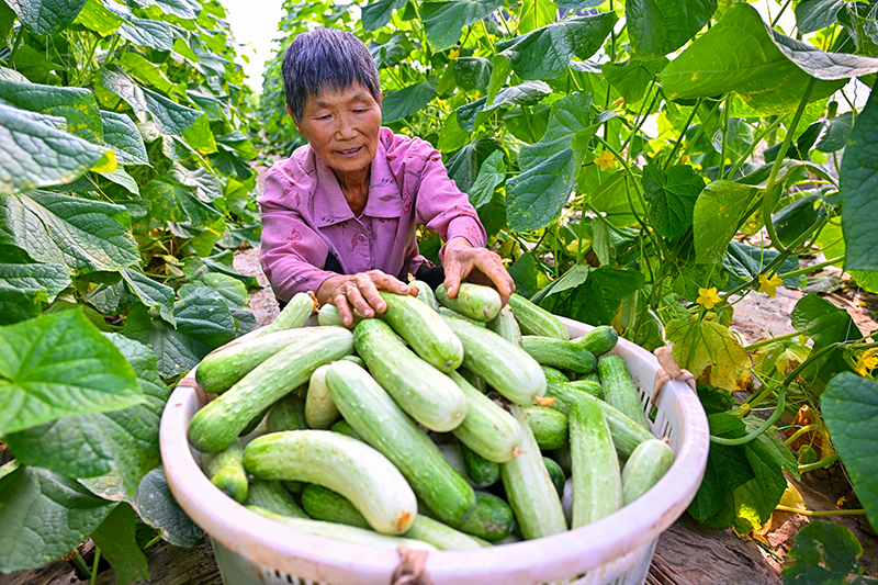 眉山仁寿：蔬菜丰收 助农增收_fororder_2025年10月10日，在四川省眉山市仁寿县谢安镇三顾村的蔬菜种植基地里，村民正在采收新鲜蔬菜。-(1)