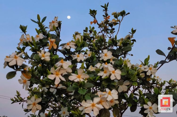 【图赏盐都】栀子花开迎客来