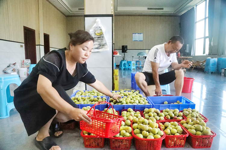 泸州合江 ：单果重达80克 这“李”好甜蜜_fororder_整理即将出售的蜂糖李（摄影-祝菡雪）