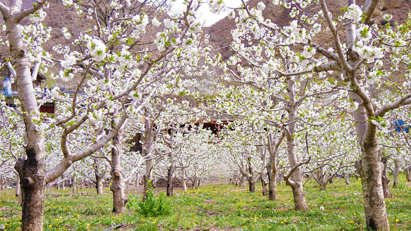 阿坝州九寨沟县黑河镇千余亩樱桃花迎来盛开季_fororder_图片-2