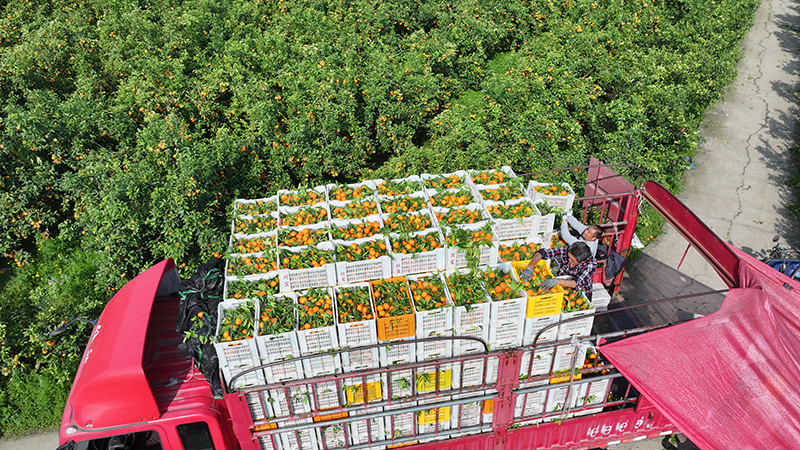 眉山仁寿：晚熟柑橘 助农增收_fororder_2025年4月8日，在四川省眉山市仁寿县普宁街道镇山社区，果农们正在将柑橘装车。11-(2)