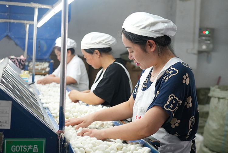 宜宾高县1月至6月茧丝出口额突破3000万元_fororder_工人选茧-供图-高县融媒体中心