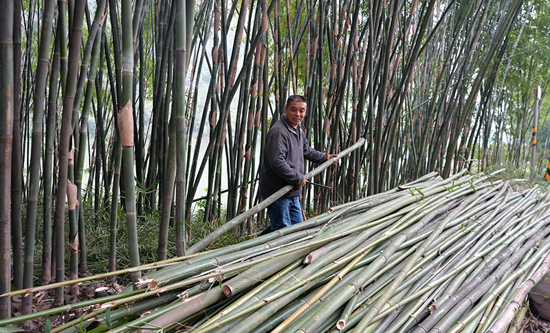 宜宾高县:一竿竹撑起绿色产业 竹林深处奏响富民乐章