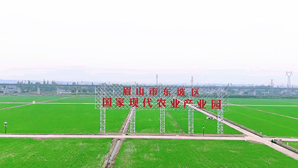 眉山东坡：培育“新农人”建设“新乡村” 积极打造新时代更高水平“天府粮仓”示范区_fororder_农业产业园区-徐静