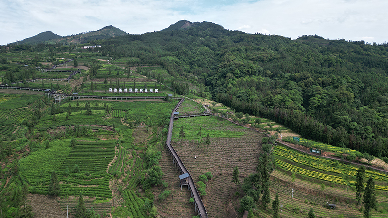 四川马边：“茶旅融合”共绘民族团结新画卷_fororder_0611_5