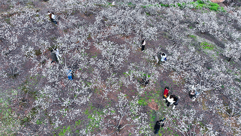 图片默认标题_fororder_2月28日，仁寿县怀仁街道吊庆社区的4200亩樱桃花竞相开放，吸引众多游客前来赏花、拍照。-图8