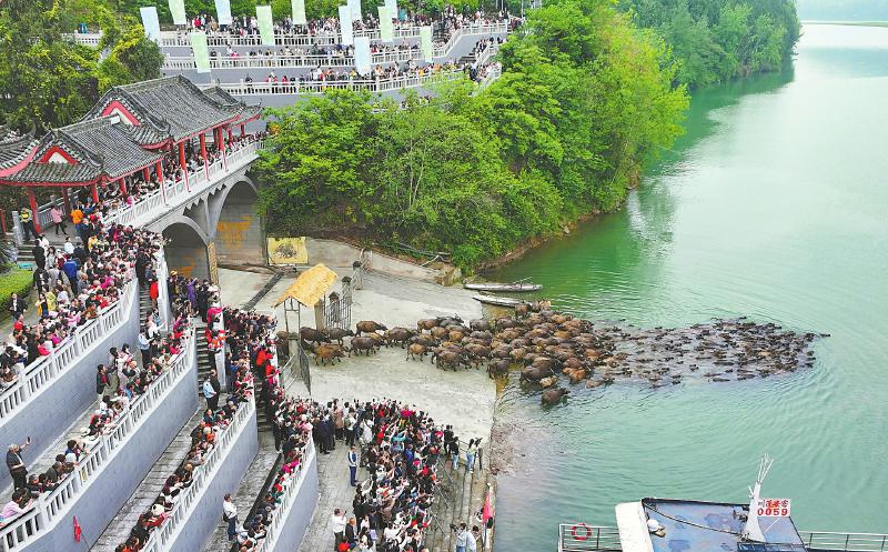 观百牛竞渡 促文旅消费_fororder_70c25606a1ad5c1884bda5d2ebdf710e