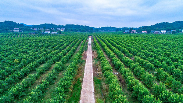 资阳安岳:一颗柠檬的全球化品牌之路_fororder_图片-3