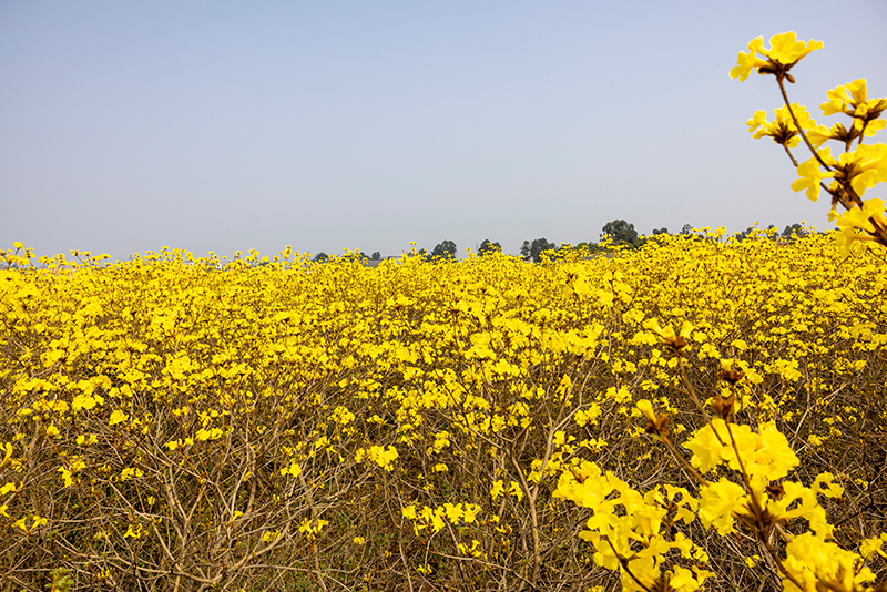 眉山东坡：黄花风铃绽放春意浓_fororder_成片的花海-摄影侯建明