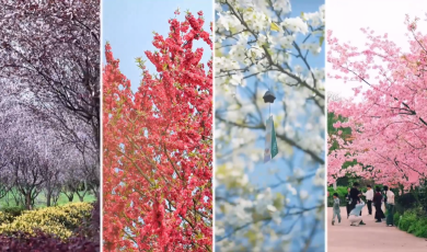 视听四川 百部川扬｜此时花开 一路繁花_fororder_一路繁花