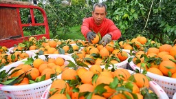 眉山仁寿：柑橘丰收采销忙