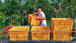 眉山仁寿：果园装轨道 水果坐上“小火车”