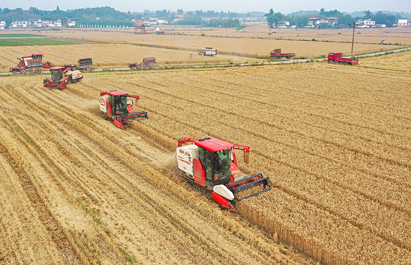 眉山仁寿：“麦客”入川助丰收_fororder_2025年5月18日，在四川省眉山市仁寿县珠嘉镇棚村村，来自江苏的农机手正驾驶收割机收获小麦。图2-(1)
