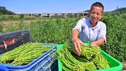 眉山仁寿：豇豆丰收 助农增收