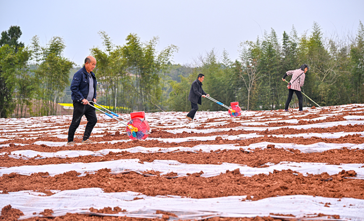 眉山仁寿：早玉米播种忙_fororder_2025年3月13日，在四川省眉山市仁寿县慈航镇月桥村，村民们正抢抓农时，用滚轮点播器播种玉米。图4