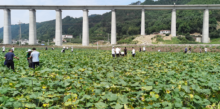 探索“农耕+”劳动教育新模式 宜职校把课堂搬到田间地头_fororder_产教融合试点示范基地一隅-摄影-高学兵