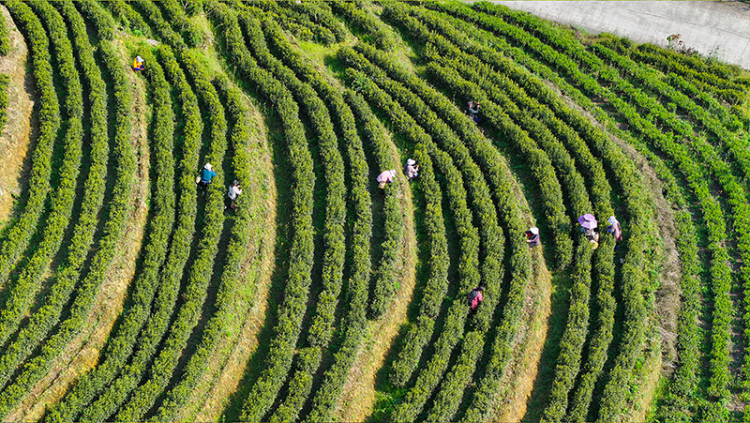 夏秋茶下树率95% 宜宾高县茶产业交出“量质双优”成绩单_fororder_茶农采摘黄金芽-供图-高县融媒体中心