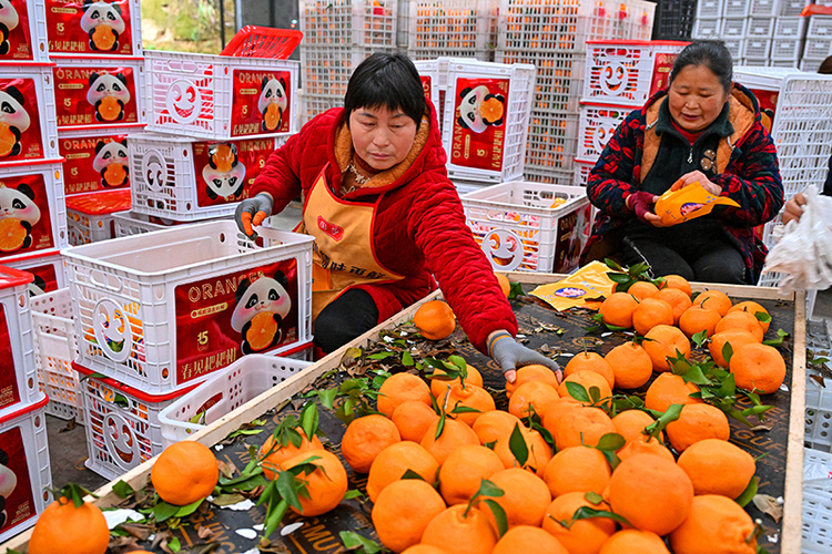 图片默认标题_fororder_村民正在分选销往市场的柑橘
