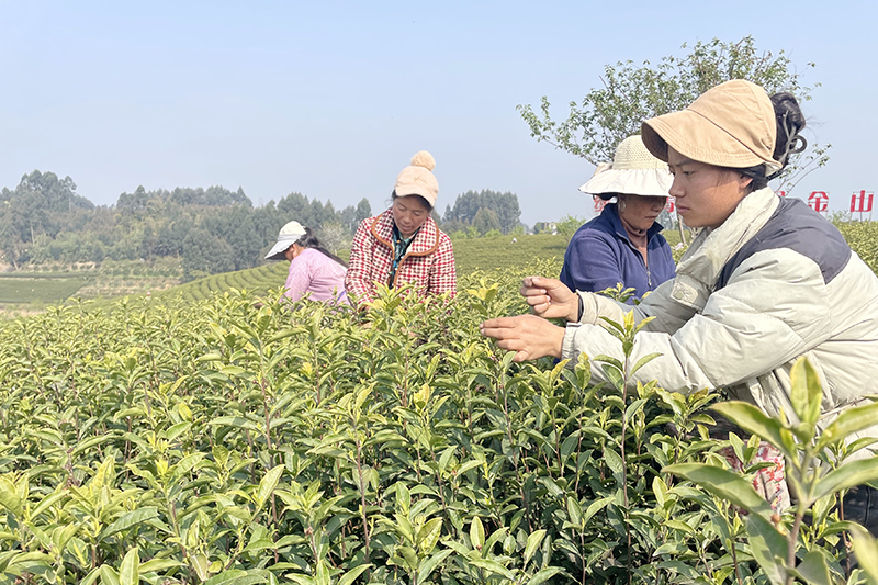 眉山东坡：黄金茶正式开采 “金叶子”变“金票子”_fororder_图2-采茶工双手翻飞采摘嫩芽。-拍摄者：邓宁
