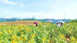 宜宾高县来复镇：百亩葵花向阳开 农文旅融合绘新篇