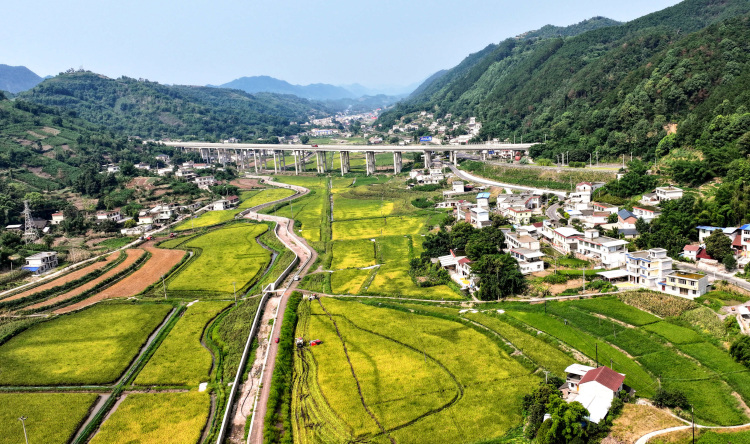 宜宾高县：酿酒原粮迎丰收 机械助力收割忙_fororder_高县庆岭粮油现代农业园区酿酒专用粮基地-摄影-陶坤-