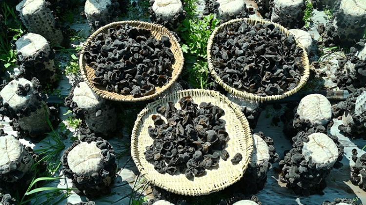 “飞地木耳”书写彝乡共富经 德阳市旌阳区探索非耕地经济振兴新路径_fororder_图片-3