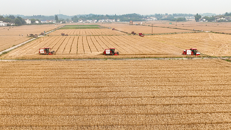眉山仁寿：“麦客”入川助丰收_fororder_2025年5月18日，在四川省眉山市仁寿县珠嘉镇棚村村，来自江苏的农机手正驾驶收割机收获小麦。图2-(2)