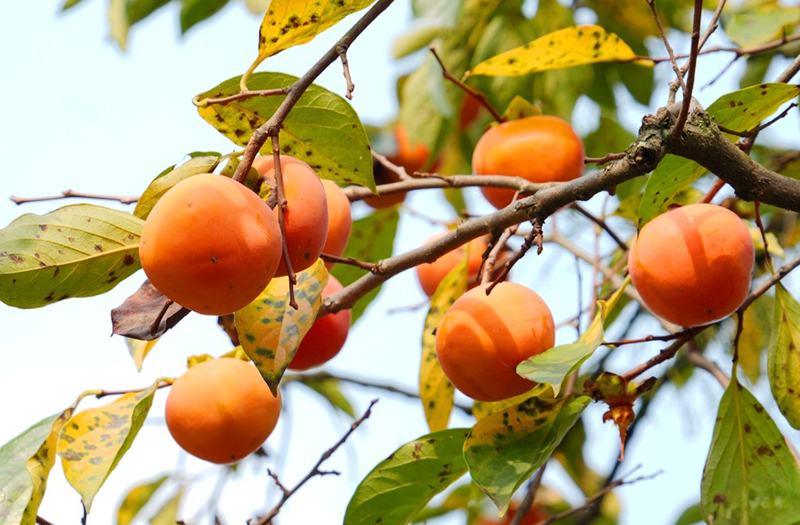 宜宾江安县的柿子红了 红岩村秋日限定采摘邀约_fororder_成熟的柿子挂满枝头-供图-江安县融媒体中心