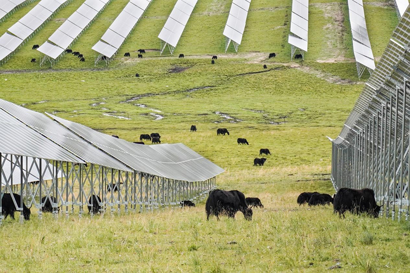 阿坝典范 开局突破｜“板上发电、板下放牧”——解锁红原安曲光伏项目如何赋能高原绿色发展_fororder_图片-2