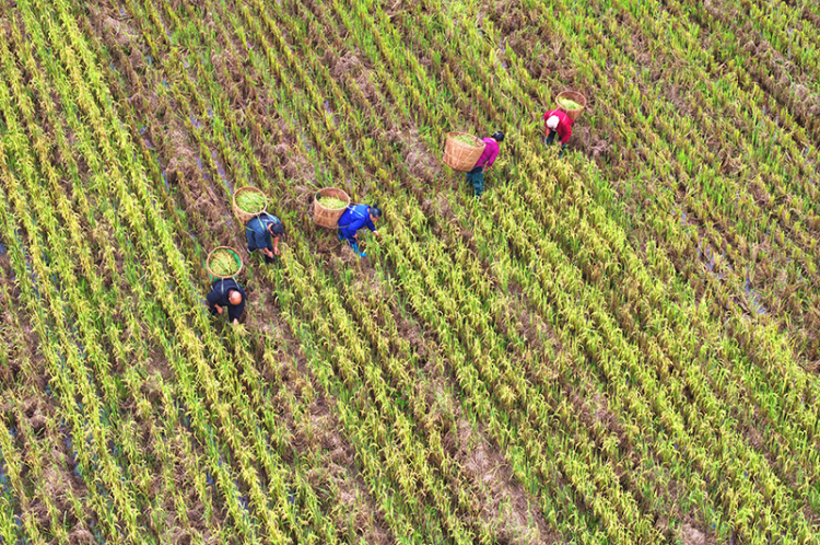 眉山仁寿：再生稻 迎丰收_fororder_2025年10月26日，在四川省眉山市仁寿县慈航镇观音社区，村民在收获再生稻。05