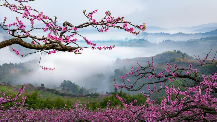 图片默认标题_fororder_云雾中的桃花-供图--成都市龙泉驿区委宣传部