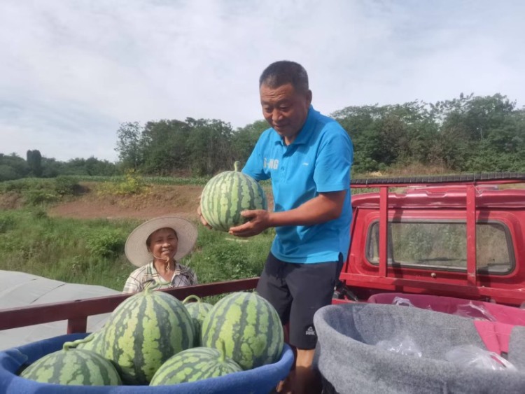 时代光影 百部川扬｜有机西瓜撬动千万产值：自贡九洪乡的“甜蜜”振兴密码_fororder_九洪乡西瓜丰收 摄影 冯巧凤