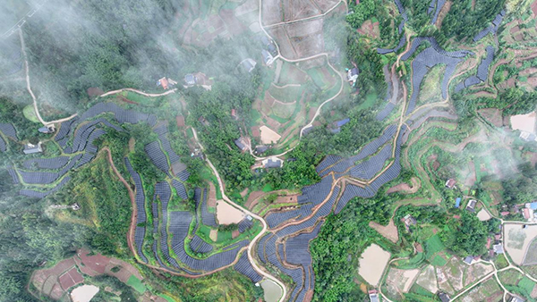 亩产400公斤 资阳首个淫羊藿种植基地迎来丰收季_fororder_图片-1