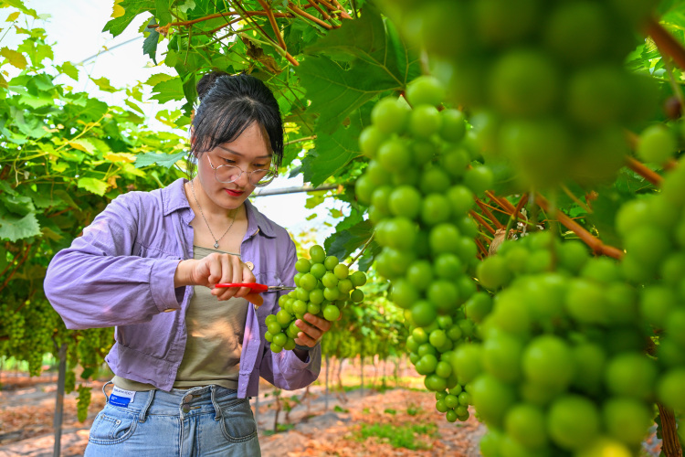 图片默认标题_fororder_2025年8月8日，在四川省眉山市仁寿县文宫镇岔河村的葡萄园内，村民正在采摘葡萄。-(1)