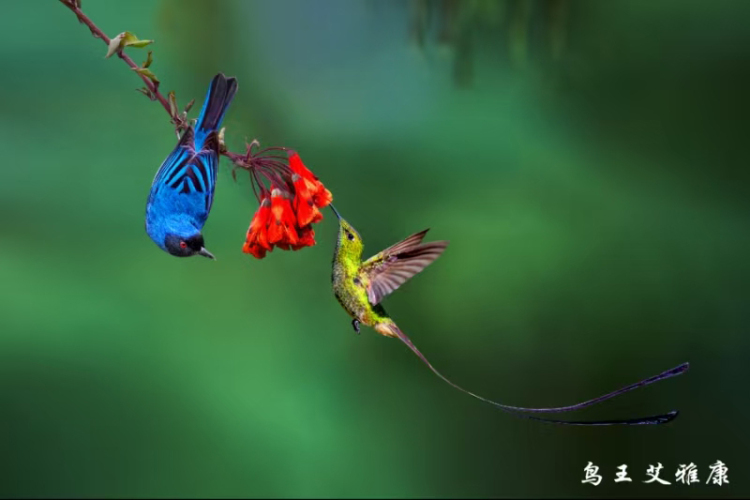 万物共生 美美与共 第七届“艾雅康世界爱鸟节”举行_fororder_微信图片_20250617193039