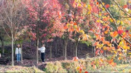 红叶染初冬 眉山东坡“颜值天花板”上线