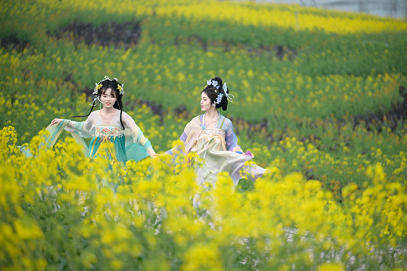 自贡大安“五朵金花”绽放 赏花经济助力农文旅融合_fororder_0身穿汉服的游客漫步油菜花丛中（摄影-廖志全）