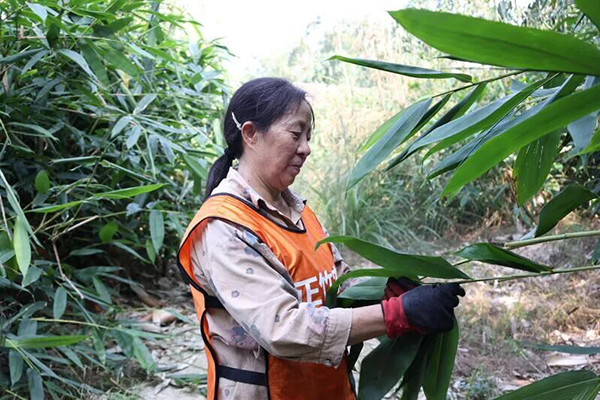 宜宾南溪区长兴镇：“绿叶子”变“金票子”_fororder_村民采摘麻竹叶-供图-南溪区融媒体中心
