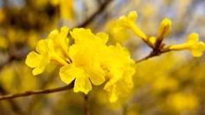 眉山东坡多悦镇：黄花风铃齐放 绚烂夺目