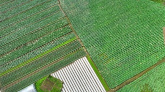 宜宾筠连县：菜园子变“钱袋子”​