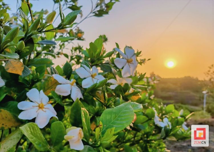 【图赏盐都】栀子花开迎客来