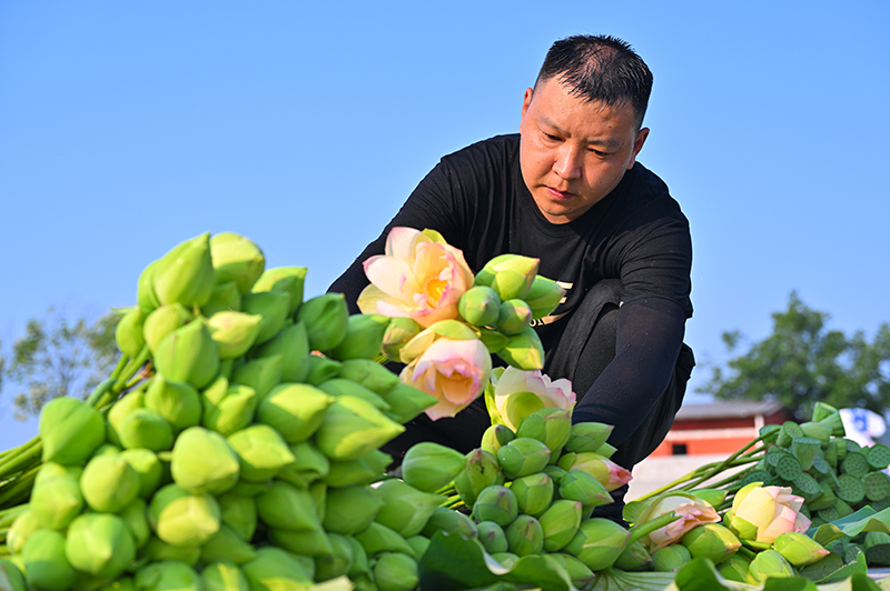 眉山仁寿：荷香满塘采收忙_fororder_2025年6月13日，四川省眉山市仁寿县方家镇水池村的村民正在整理莲蓬。图8