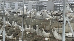资阳雁江：小鸽子 “啄” 开致富大产业