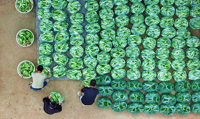 眉山仁寿：蔬菜丰收 助农增收_fororder_2025年10月10日，在四川省眉山市仁寿县谢安镇三顾村的蔬菜种植基地里，村民们正在打包销往成都的新鲜蔬菜。-(3)