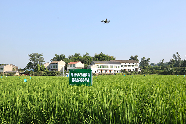 2000余万元投入2025年水稻生产 宜宾翠屏区科技赋能稻香满田_fororder_无人机施肥-供图-翠屏区融媒体中心