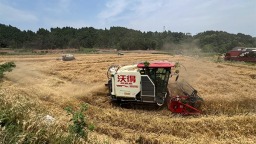 资阳雁江：金色麦浪翻滚 千亩小麦丰收颗粒归仓