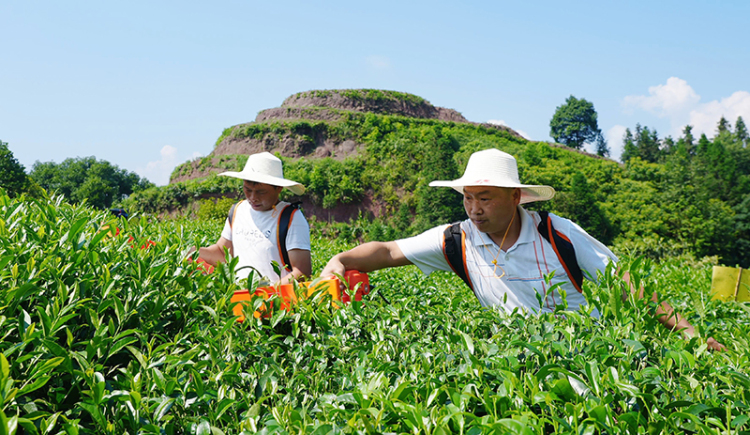 夏秋茶下树率95% 宜宾高县茶产业交出“量质双优”成绩单_fororder_茶农采摘夏秋茶-供图-高县融媒体中心