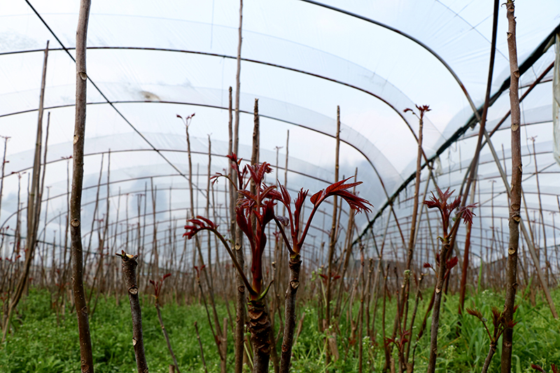 达州大竹香椿种植约15万亩 远销韩国等国际市场_fororder_大棚里待采摘的香椿芽-摄影-曹芮铭