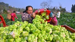 眉山仁寿：订单蔬菜收获忙